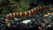 Acantophthalmus kyul: съдържание, възпроизвеждане, съвместимост